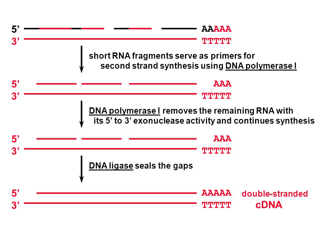 AAAAA TTTTT 5’ 3’ short RNA fragments serve as primers for second strand synthesis using DNA polymerase I AAA TTTTT 5’ 3’ DNA polymerase I removes the remaining RNA with its 5’ to 3’ exonuclease activity and continues synthesis DNA ligase seals the gaps AAA TTTTT 5’ 3’ AAAAA TTTTT 5’ 3’ double-stranded cDNA