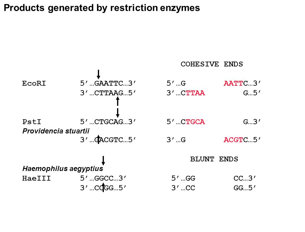 Products generated by restriction enzymes COHESIVE ENDS EcoRI5’…GAATTC…3’5’…GAATTC…3’ 3’…CTTAAG…5’3’…CTTAA G…5’ PstI5’…CTGCAG…3’5’…CTGCA G…3’ Providencia stuartii 3’…GACGTC…5’3’…GACGTC…5’ BLUNT ENDS Haemophilus aegyptius HaeIII5’…GGCC…3’ 5’…GG CC…3’ 3’…CCGG…5’ 3’…CC GG…5’