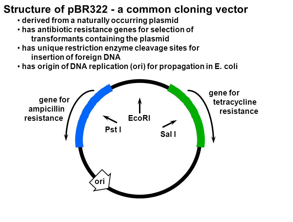 Structure of pBR322 - a common cloning vector derived from a naturally occurring plasmid has antibiotic resistance genes for selection of transformants containing the plasmid has unique restriction enzyme cleavage sites for insertion of foreign DNA has origin of DNA replication (ori) for propagation in E.