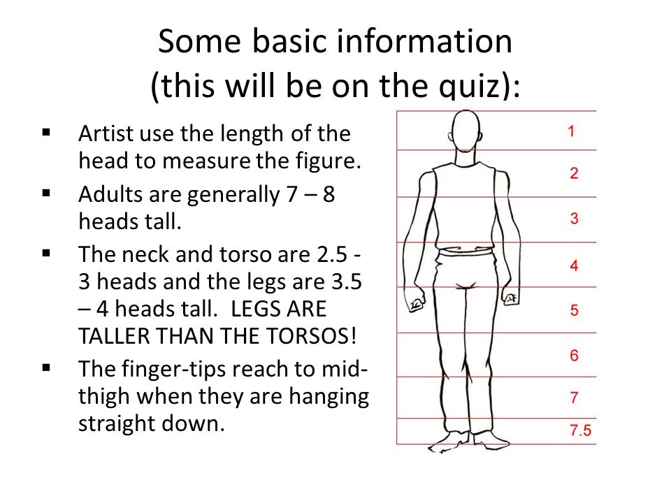 Some basic information (this will be on the quiz):  Artist use the length of the head to measure the figure.
