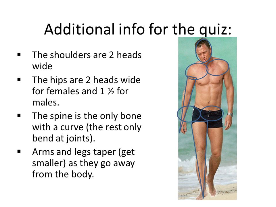 Additional info for the quiz:  The shoulders are 2 heads wide  The hips are 2 heads wide for females and 1 ½ for males.