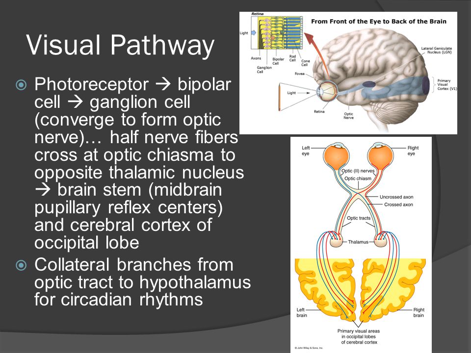 Does Cialis Effect The Brain