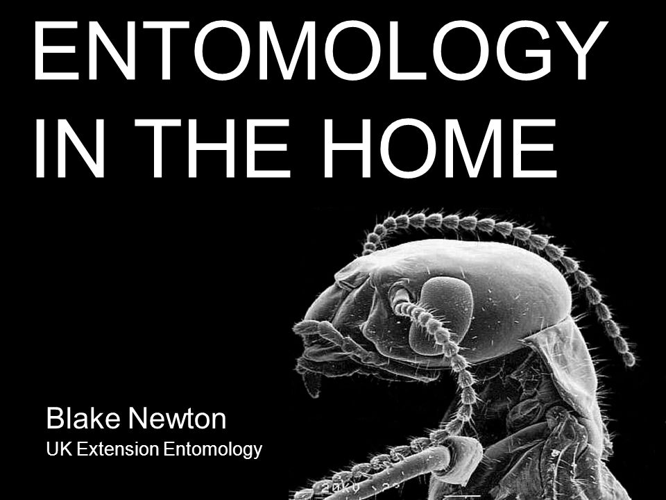 ENTOMOLOGY IN THE HOME Blake Newton UK Extension Entomology