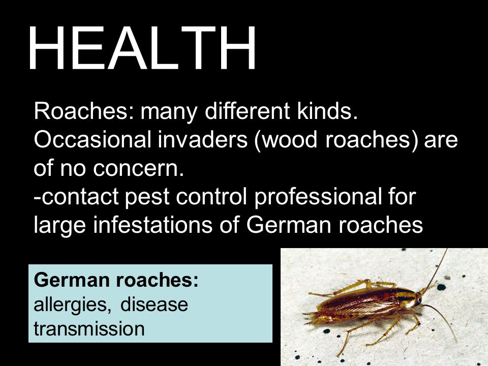 HEALTH Roaches: many different kinds. Occasional invaders (wood roaches) are of no concern.