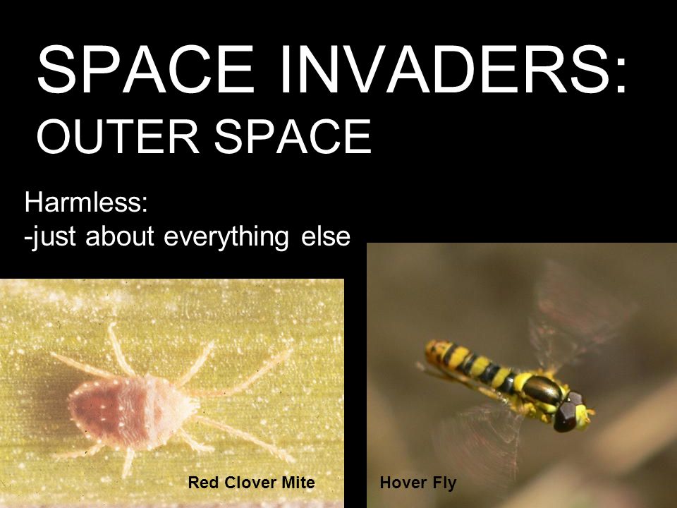SPACE INVADERS: OUTER SPACE Harmless: -just about everything else Red Clover MiteHover Fly