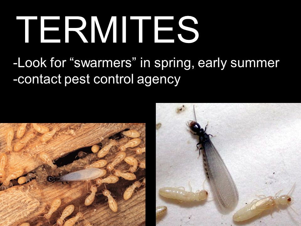 TERMITES -Look for swarmers in spring, early summer -contact pest control agency