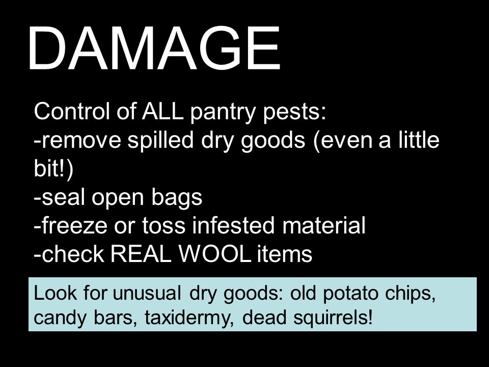 DAMAGE Control of ALL pantry pests: -remove spilled dry goods (even a little bit!) -seal open bags -freeze or toss infested material -check REAL WOOL items Look for unusual dry goods: old potato chips, candy bars, taxidermy, dead squirrels!