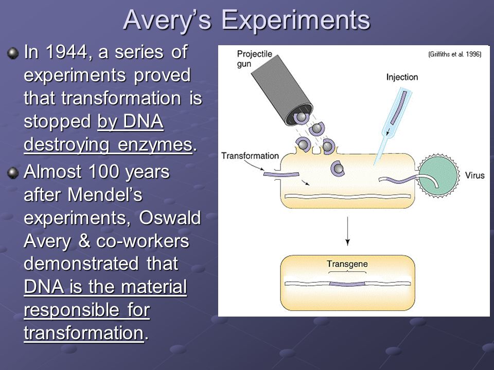 transformation frederick griffith, a bacteriologist, prepared a