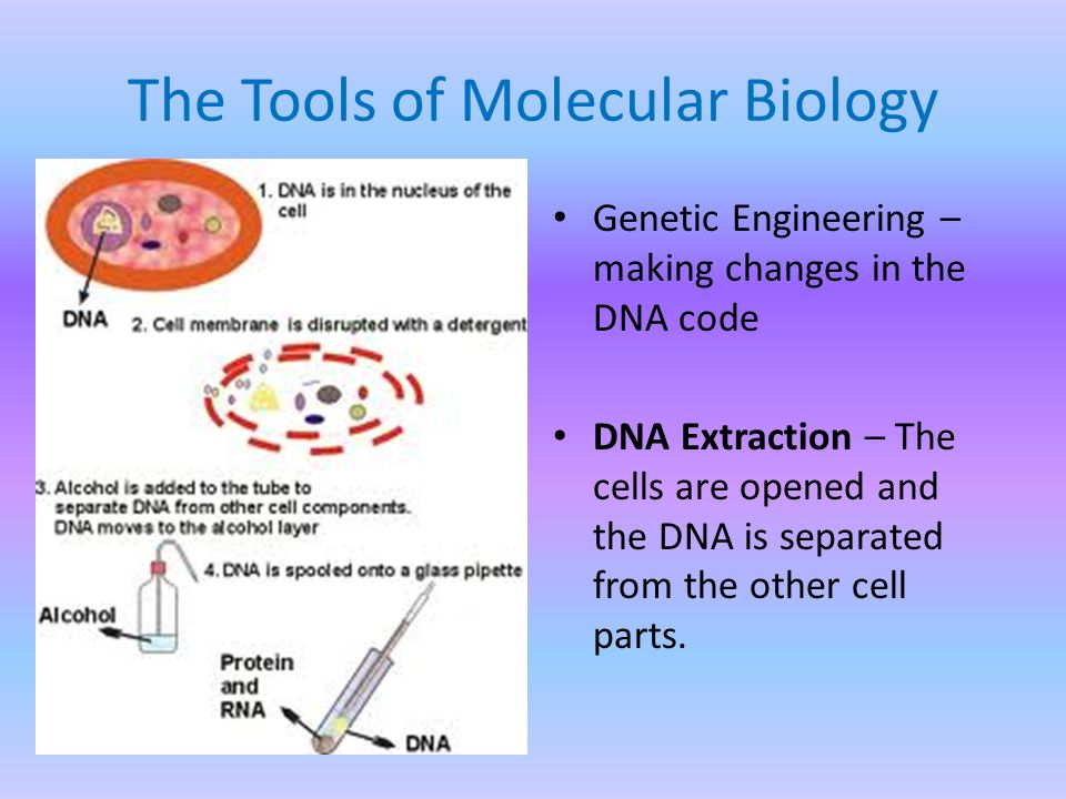 The Tools of Molecular Biology Genetic Engineering – making changes in the DNA code DNA Extraction – The cells are opened and the DNA is separated from the other cell parts.