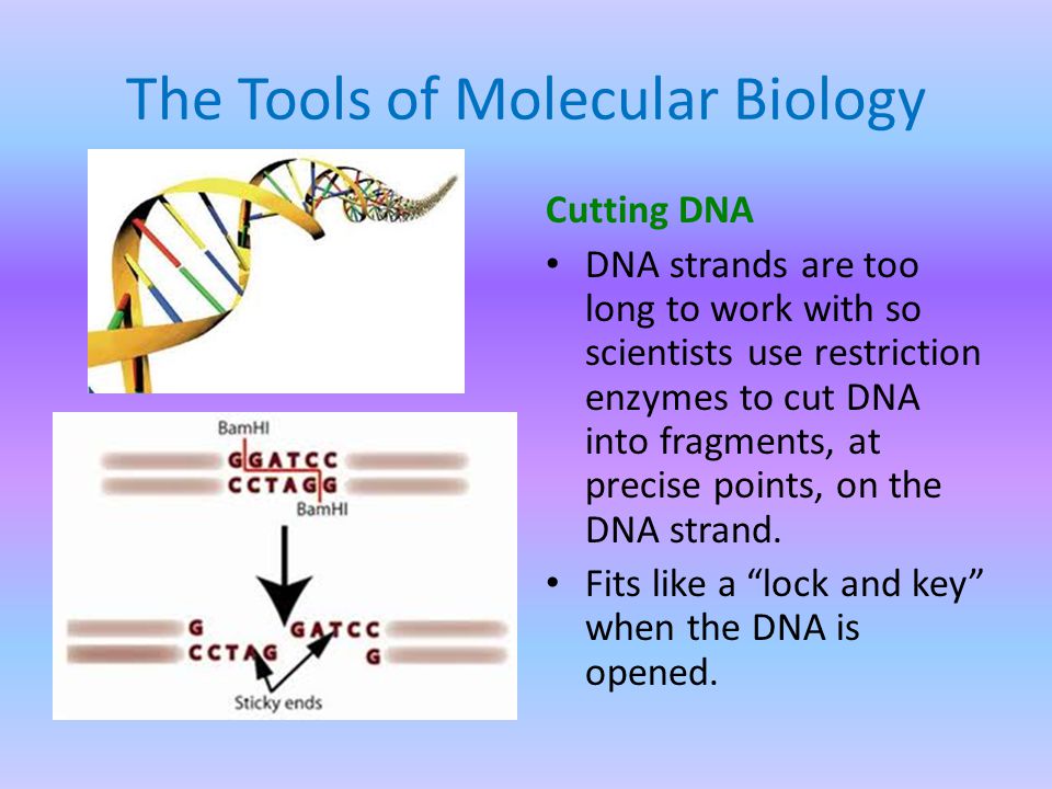 The Tools of Molecular Biology Cutting DNA DNA strands are too long to work with so scientists use restriction enzymes to cut DNA into fragments, at precise points, on the DNA strand.