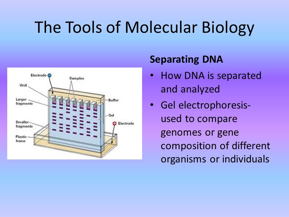 The Tools of Molecular Biology Separating DNA How DNA is separated and analyzed Gel electrophoresis- used to compare genomes or gene composition of different organisms or individuals