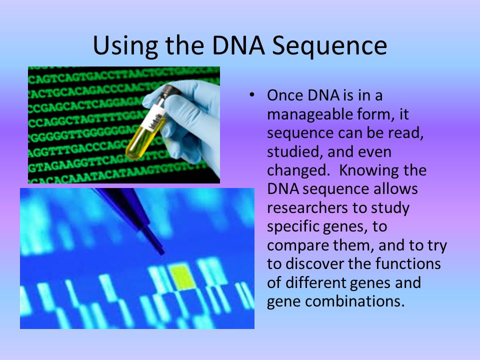 Using the DNA Sequence Once DNA is in a manageable form, it sequence can be read, studied, and even changed.