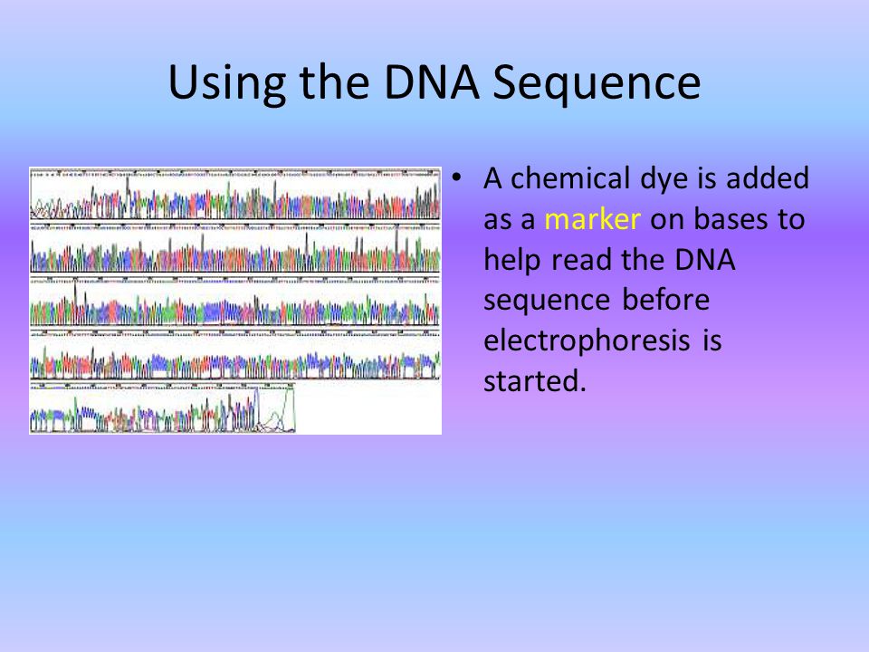 Using the DNA Sequence A chemical dye is added as a marker on bases to help read the DNA sequence before electrophoresis is started.