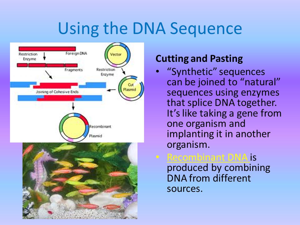 Using the DNA Sequence Cutting and Pasting Synthetic sequences can be joined to natural sequences using enzymes that splice DNA together.