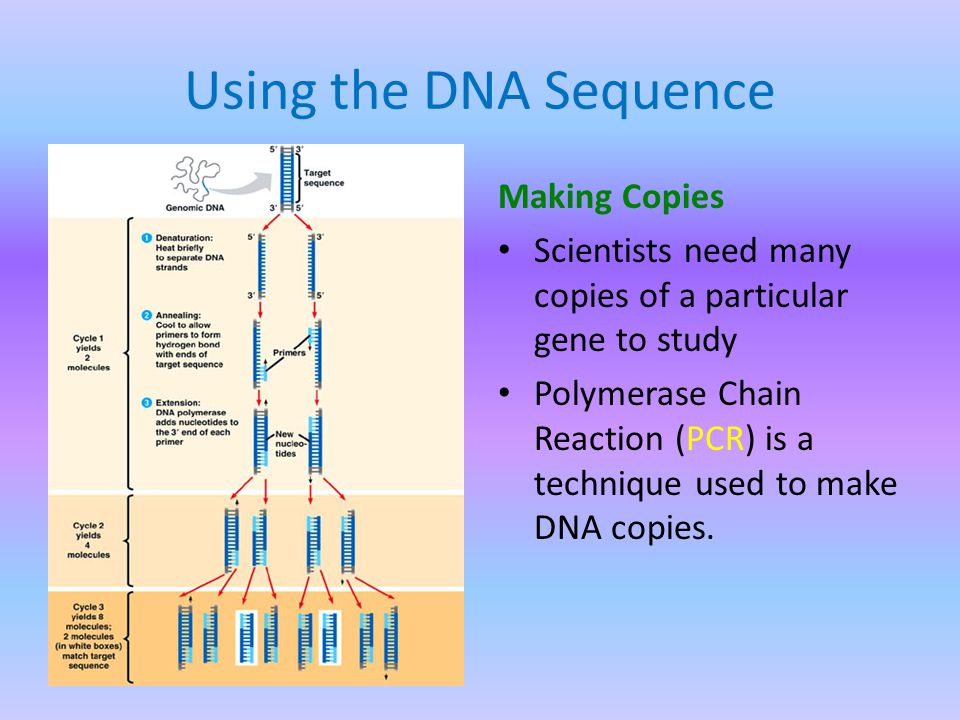 Using the DNA Sequence Making Copies Scientists need many copies of a particular gene to study Polymerase Chain Reaction (PCR) is a technique used to make DNA copies.