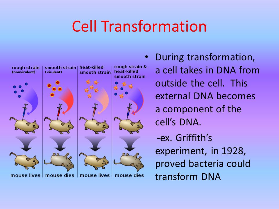 Cell Transformation During transformation, a cell takes in DNA from outside the cell.