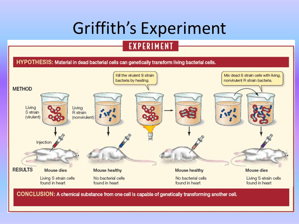 Griffith’s Experiment