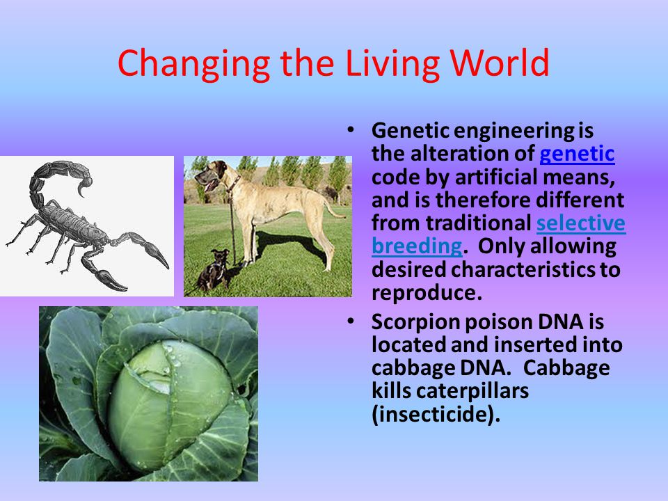 Changing the Living World Genetic engineering is the alteration of genetic code by artificial means, and is therefore different from traditional selective breeding.