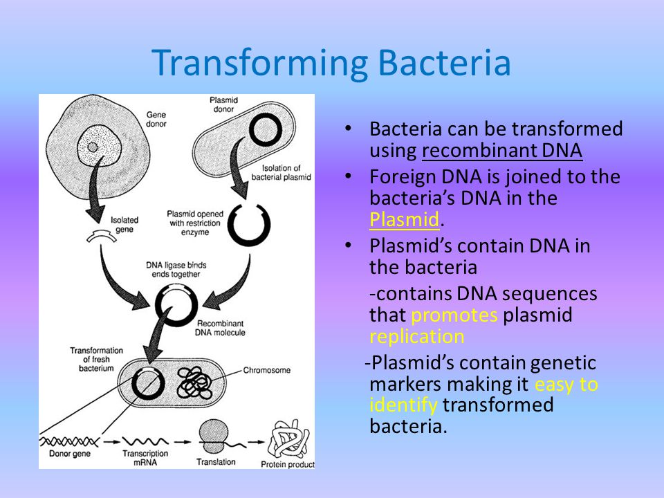 Transforming Bacteria Bacteria can be transformed using recombinant DNA Foreign DNA is joined to the bacteria’s DNA in the Plasmid.