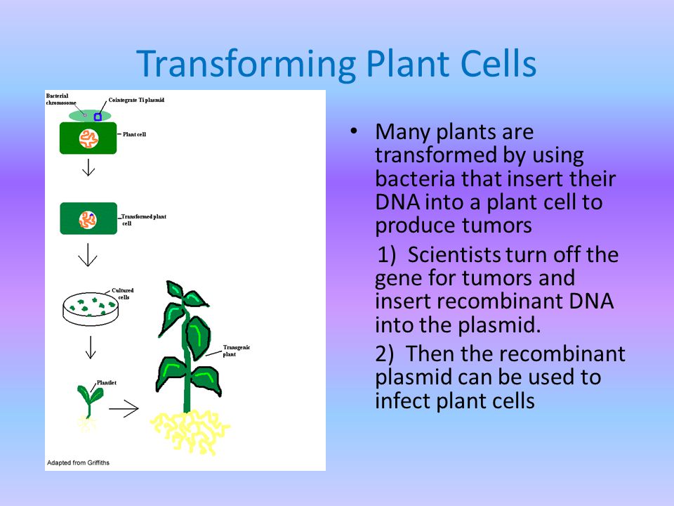 Transforming Plant Cells Many plants are transformed by using bacteria that insert their DNA into a plant cell to produce tumors 1) Scientists turn off the gene for tumors and insert recombinant DNA into the plasmid.