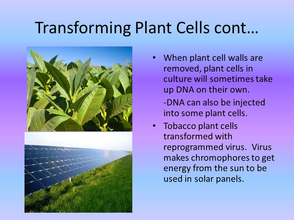 Transforming Plant Cells cont… When plant cell walls are removed, plant cells in culture will sometimes take up DNA on their own.