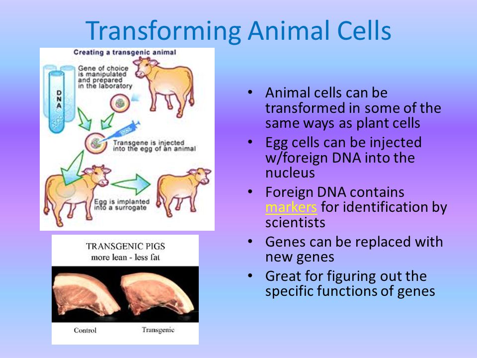 Transforming Animal Cells Animal cells can be transformed in some of the same ways as plant cells Egg cells can be injected w/foreign DNA into the nucleus Foreign DNA contains markers for identification by scientists Genes can be replaced with new genes Great for figuring out the specific functions of genes