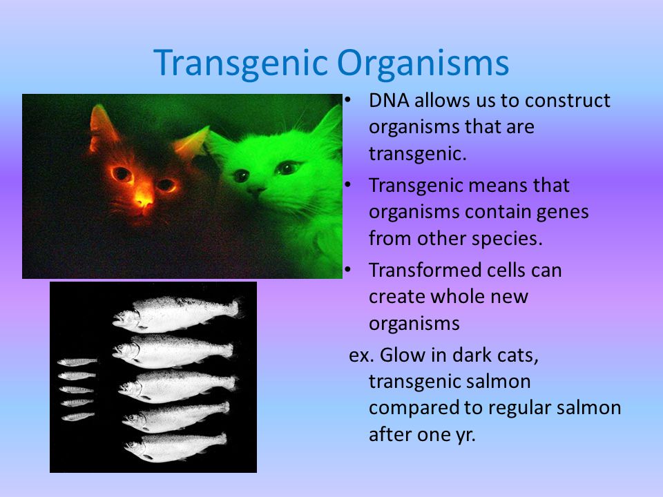 Transgenic Organisms DNA allows us to construct organisms that are transgenic.