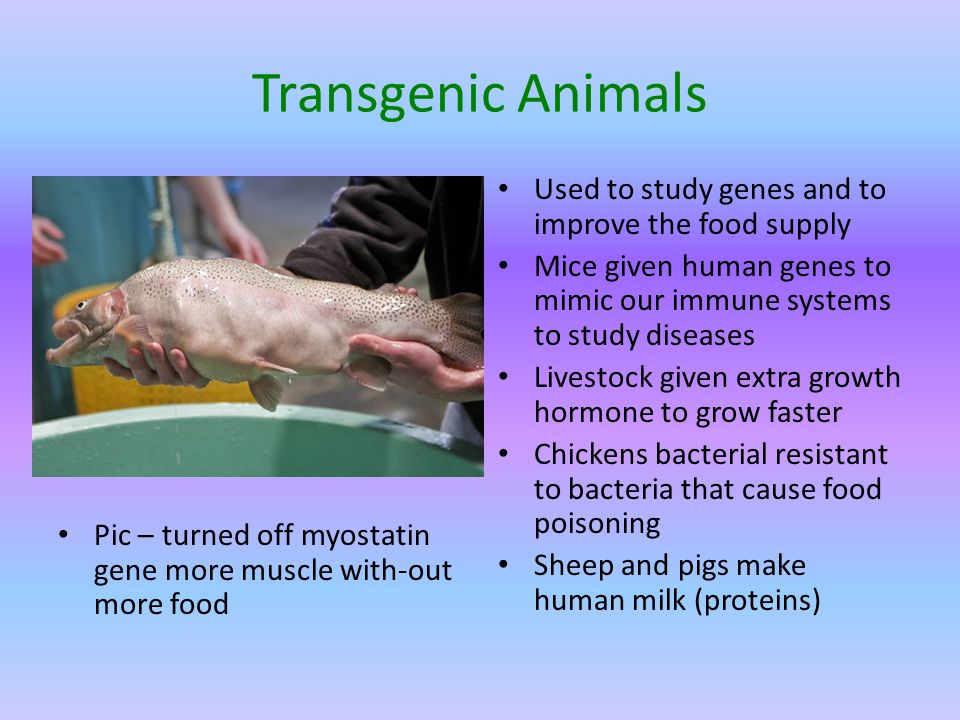 Transgenic Animals Pic – turned off myostatin gene more muscle with-out more food Used to study genes and to improve the food supply Mice given human genes to mimic our immune systems to study diseases Livestock given extra growth hormone to grow faster Chickens bacterial resistant to bacteria that cause food poisoning Sheep and pigs make human milk (proteins)