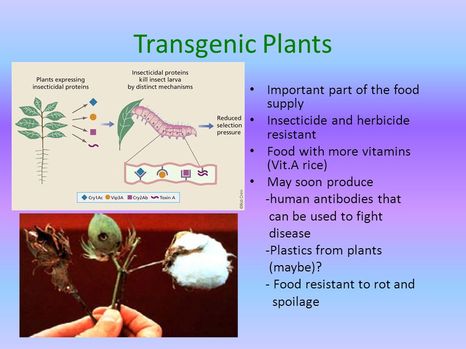 Transgenic Plants Important part of the food supply Insecticide and herbicide resistant Food with more vitamins (Vit.A rice) May soon produce -human antibodies that can be used to fight disease -Plastics from plants (maybe).