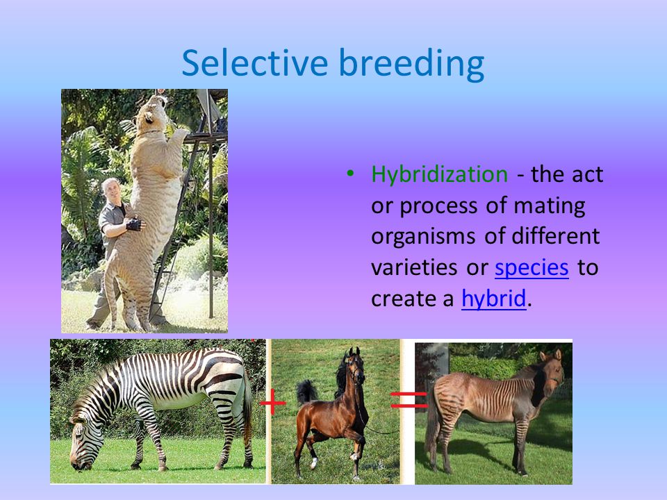 Selective breeding Hybridization - the act or process of mating organisms of different varieties or species to create a hybrid.specieshybrid