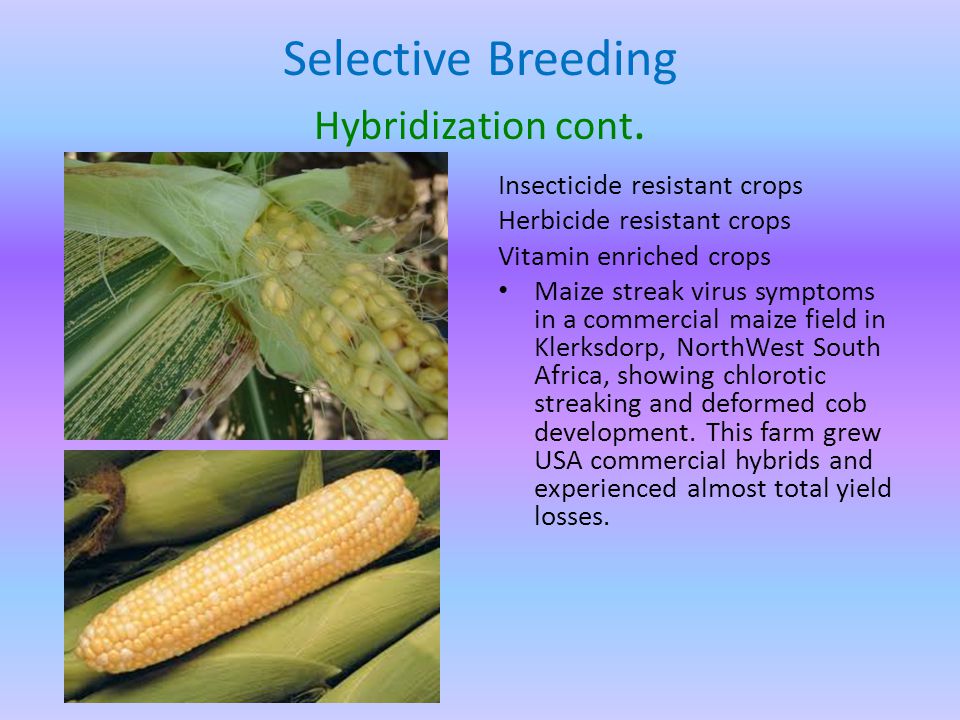 Selective Breeding Hybridization cont.