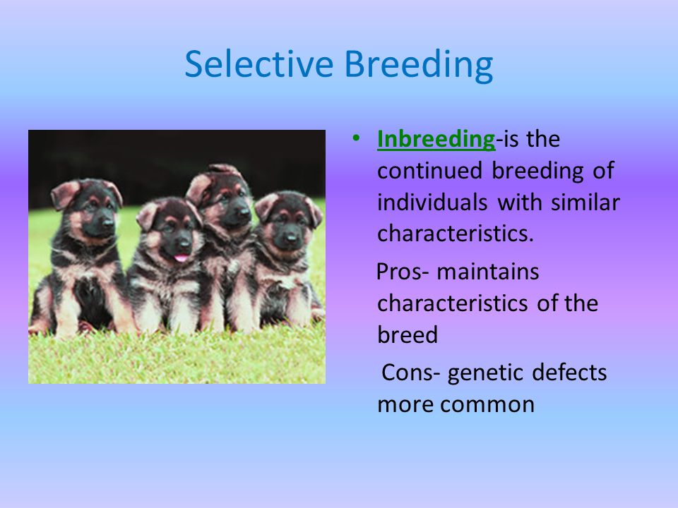 Selective Breeding Inbreeding-is the continued breeding of individuals with similar characteristics.