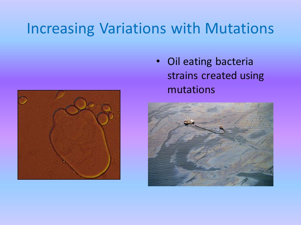 Increasing Variations with Mutations Oil eating bacteria strains created using mutations