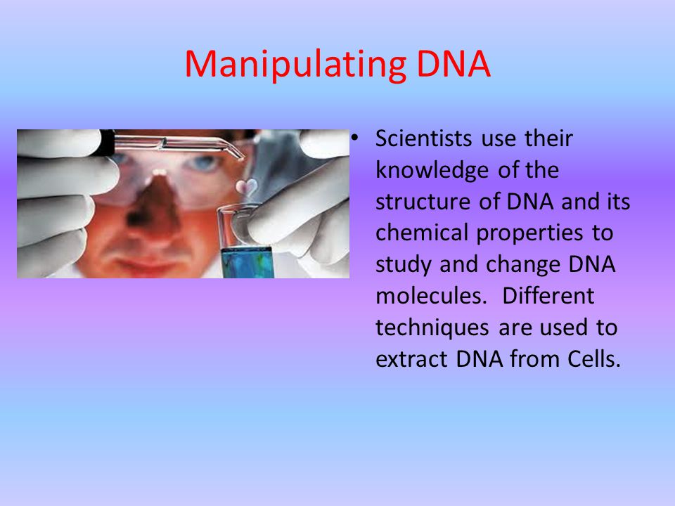 Manipulating DNA Scientists use their knowledge of the structure of DNA and its chemical properties to study and change DNA molecules.