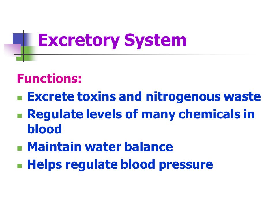 excretory system excretory system karen lancour patty palmietto