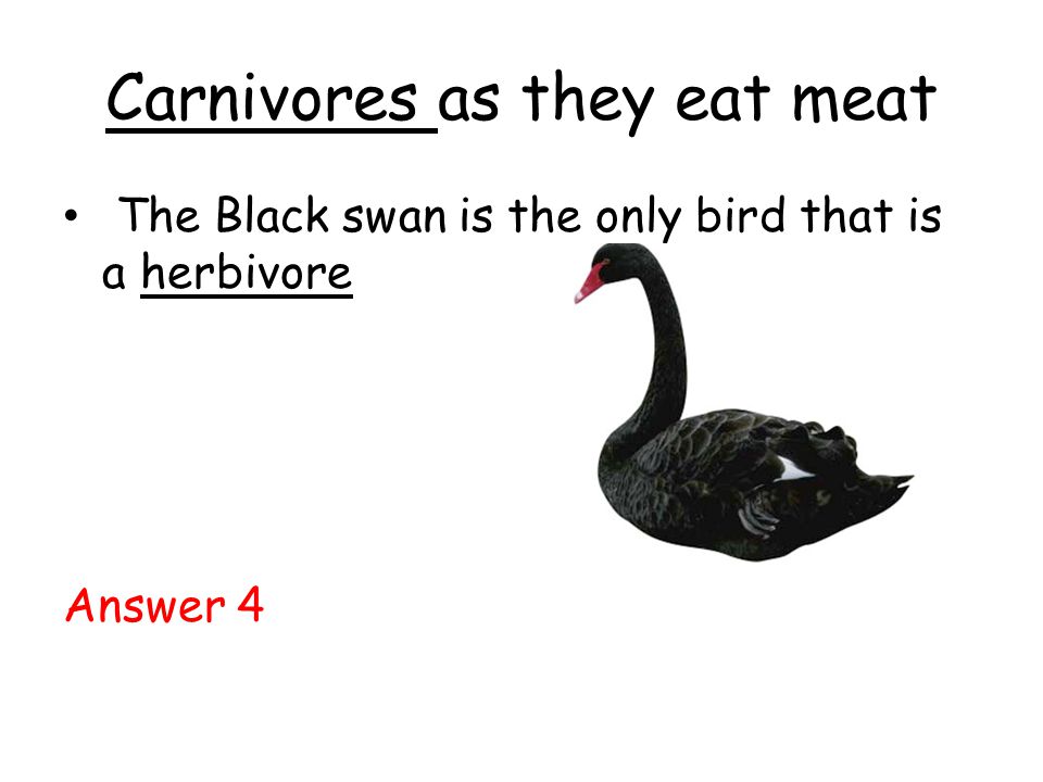 Carnivores as they eat meat The Black swan is the only bird that is a herbivore Answer 4