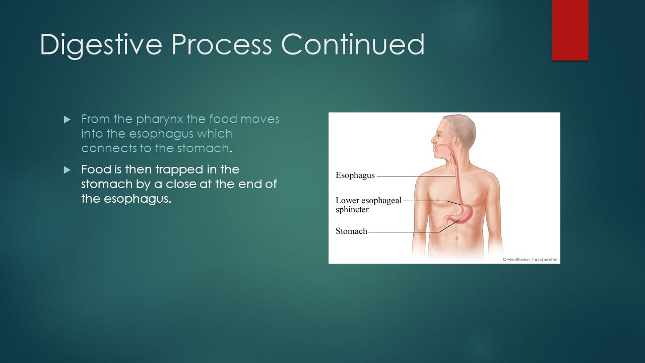 the digestion process The most widely employed method for sludge treatment is anaerobic digestion in this process, a large fraction of the organic matter (cells) is broken down into. the digestion process The most widely employed method for sludge treatment is anaerobic digestion in this process, a large fraction of the organic matter (cells) is broken down into.