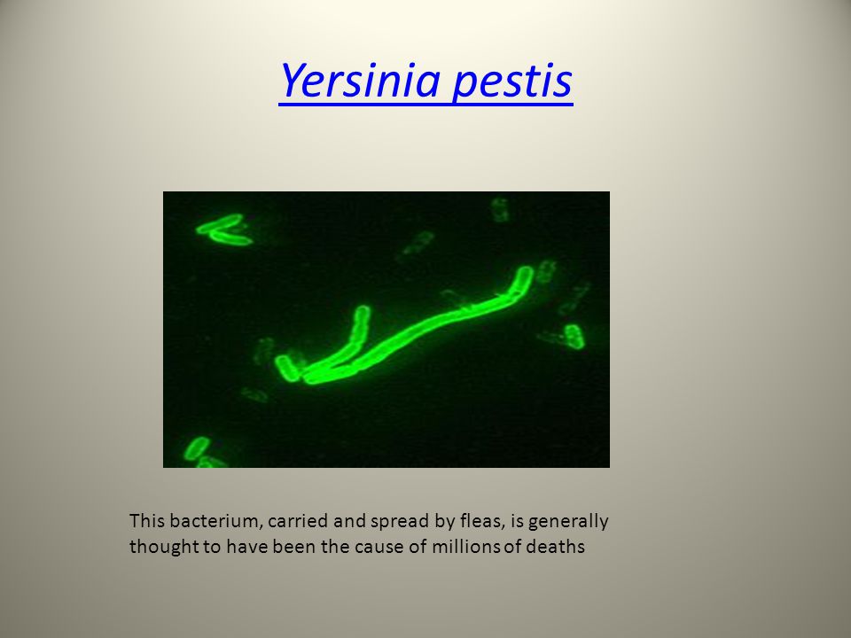 Yersinia pestis This bacterium, carried and spread by fleas, is generally thought to have been the cause of millions of deaths