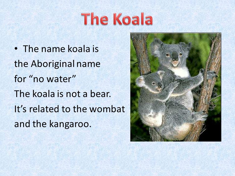 When European explorers first saw these strange animals they asked a native Australian Aborigine about their name.