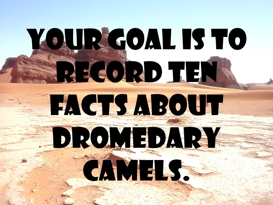 Your goal is to record ten facts about dromedary camels.