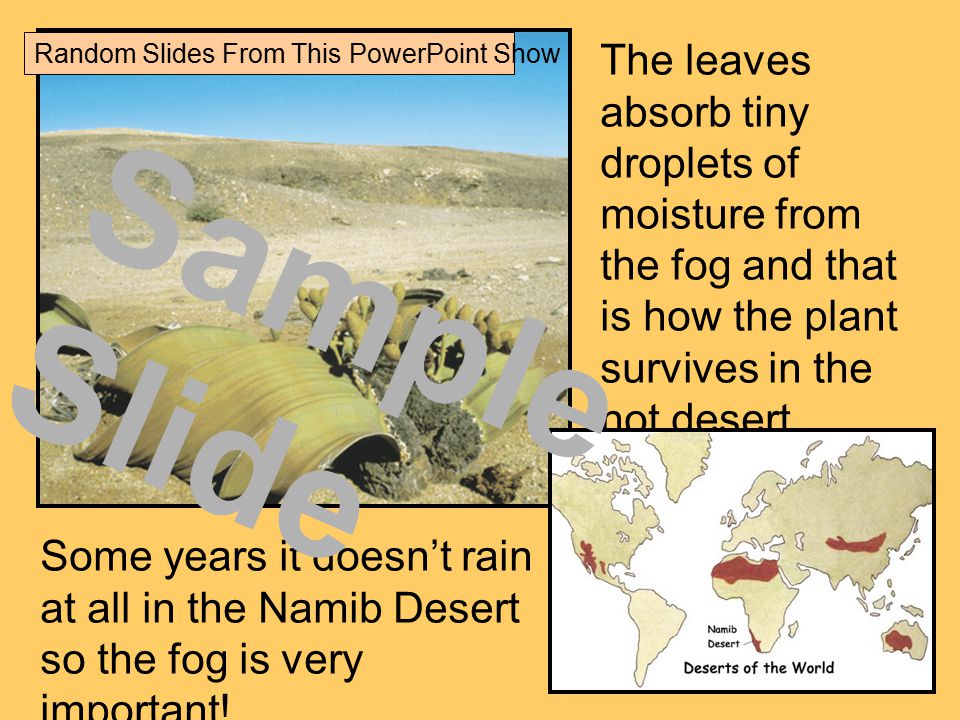 The leaves absorb tiny droplets of moisture from the fog and that is how the plant survives in the hot desert.