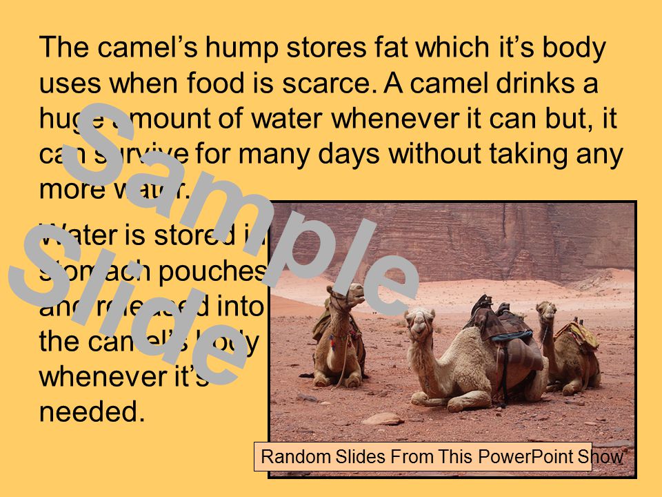 The camel’s hump stores fat which it’s body uses when food is scarce.