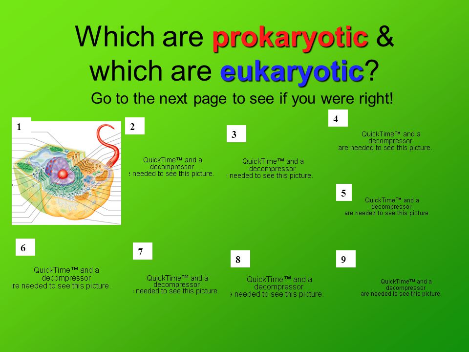 prokaryotic eukaryotic Which are prokaryotic & which are eukaryotic.