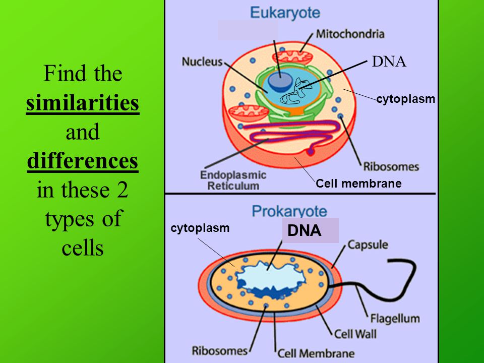 Find the similarities and differences in these 2 types of cells DNA cytoplasm Cell membrane