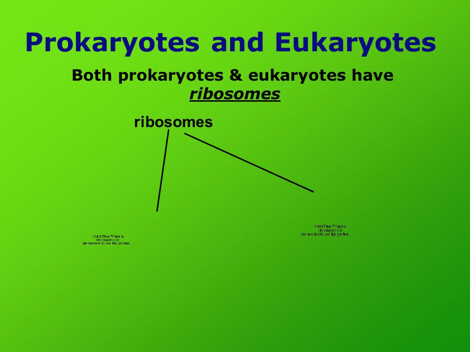Prokaryotes and Eukaryotes Both prokaryotes & eukaryotes have ribosomes