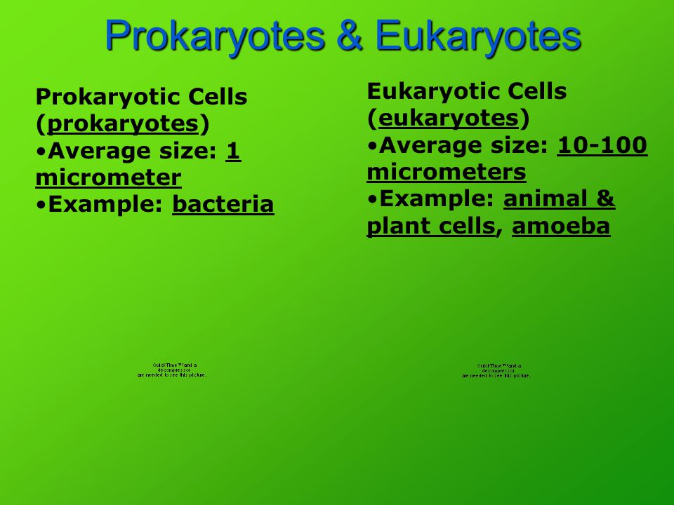 Prokaryotes & Eukaryotes Prokaryotes & Eukaryotes Eukaryotic Cells (eukaryotes) Average size: micrometers Example: animal & plant cells, amoeba Prokaryotic Cells (prokaryotes) Average size: 1 micrometer Example: bacteria