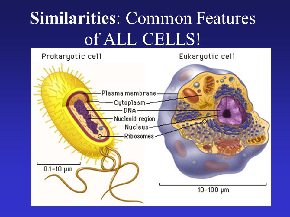 Similarities: Common Features of ALL CELLS!