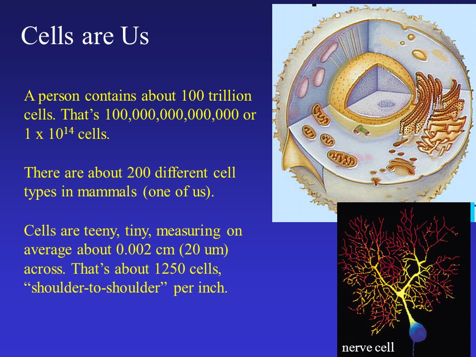 Cells are Us A person contains about 100 trillion cells.