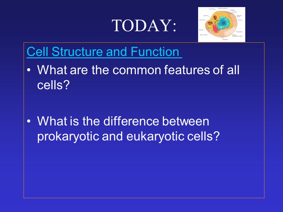 TODAY: Cell Structure and Function What are the common features of all cells.