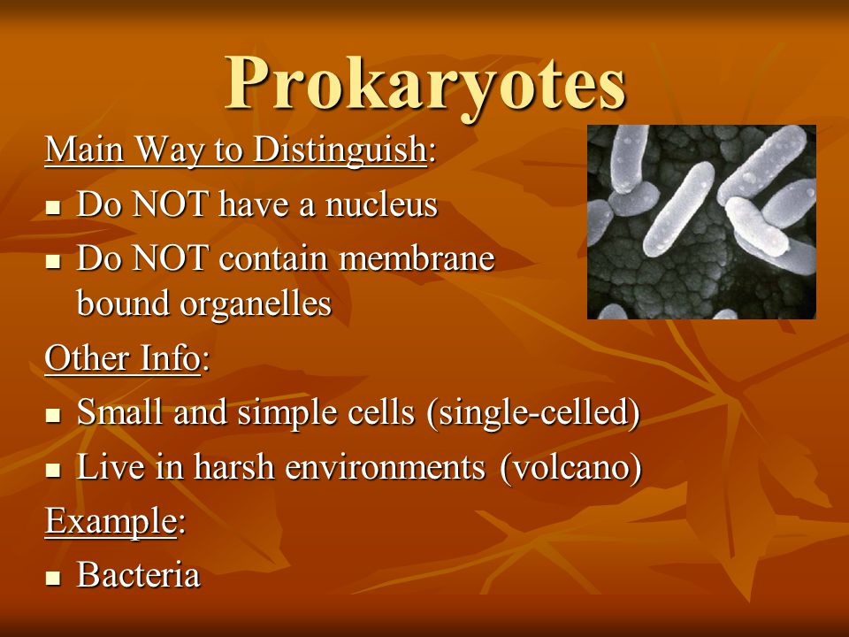 Prokaryotes Main Way to Distinguish: Do NOT have a nucleus Do NOT have a nucleus Do NOT contain membrane bound organelles Do NOT contain membrane bound organelles Other Info: Small and simple cells (single-celled) Small and simple cells (single-celled) Live in harsh environments (volcano) Live in harsh environments (volcano) Example: Bacteria Bacteria